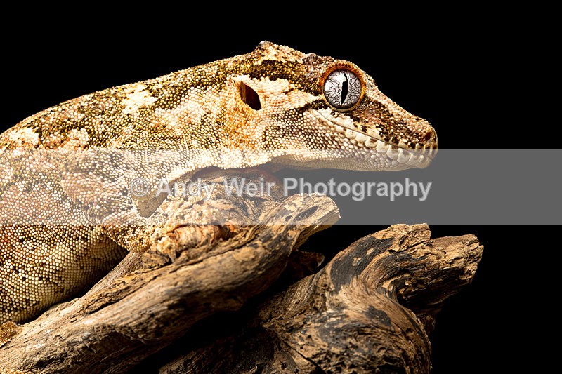 20140120-3K8A8279 - Lizards