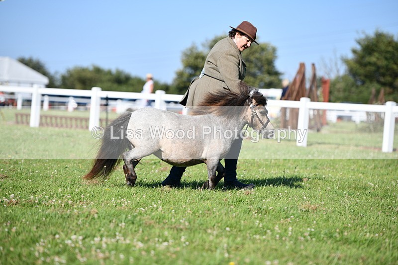 DSC_5513 - Class 49: NPS Shetland Youngstock