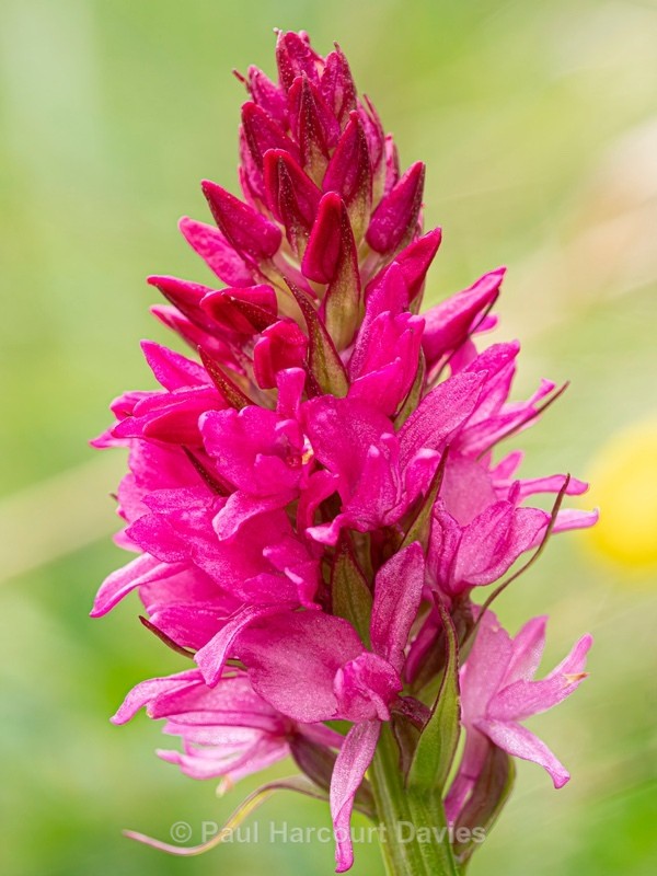  Gymnadenia x heufleri a hybrid between Gymnadenia odoratissima - Wild Orchids