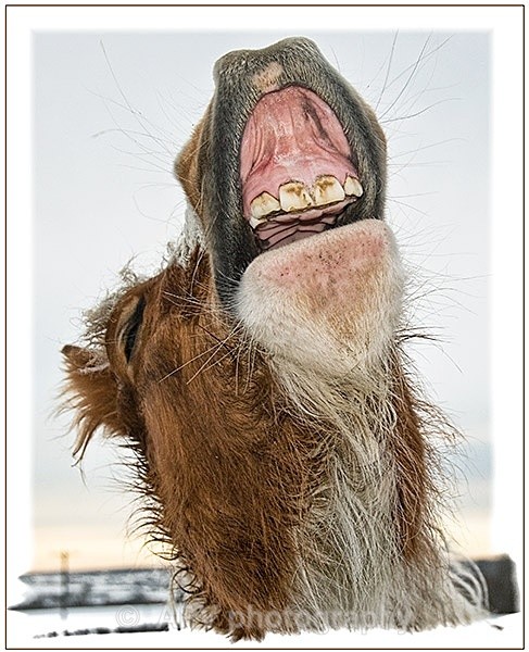  - Horses'n'Ponies