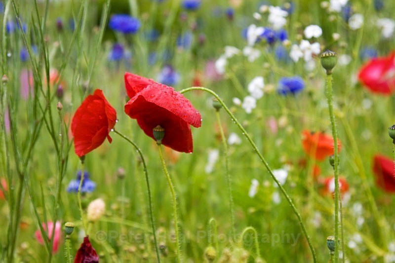 Meadow Flowers