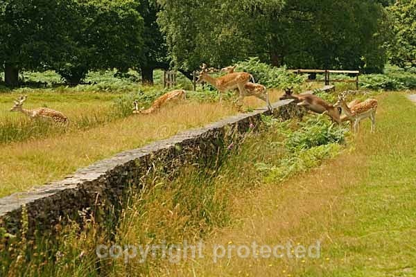 Fallow Deer herd jumping wall - Bradgate Park - Bradgate Park