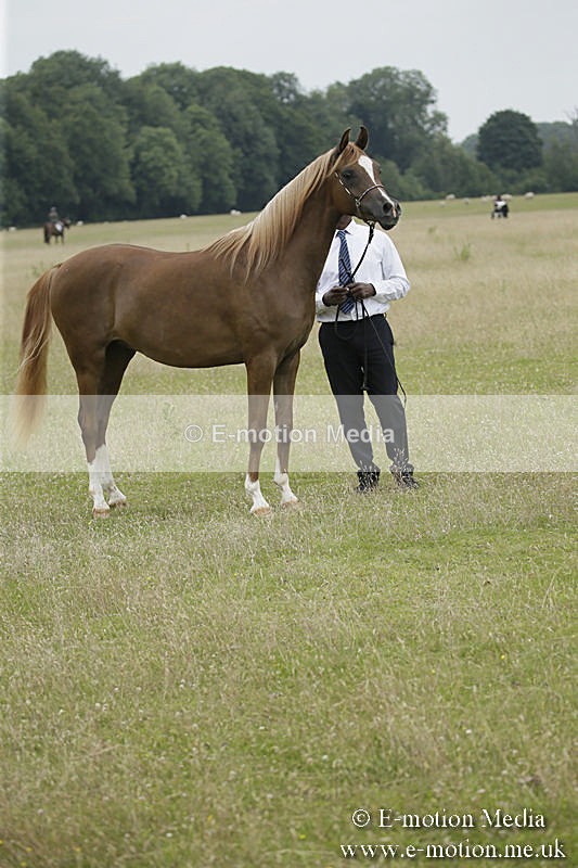 B230619-0767 - Bourne Valley Riding Club Summer Show 23/06/19