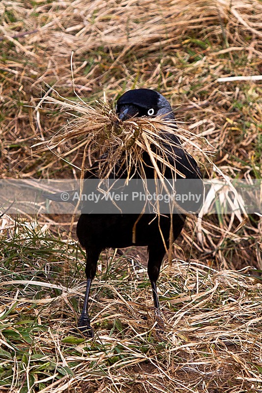 Love The Moustache - Jackdaw