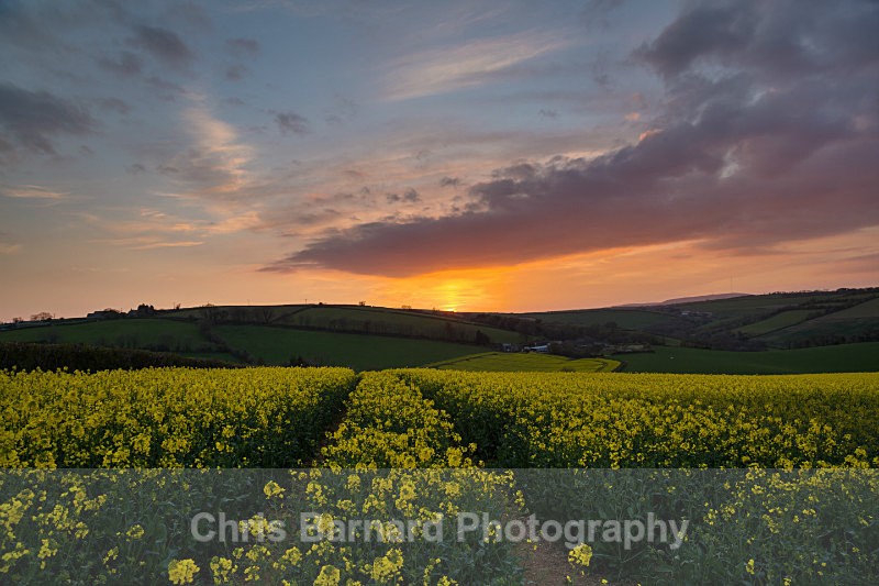  - Rapeseed Fields