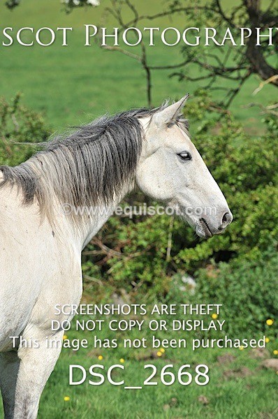 DSC_2668 - ARCHIVE REQUEST - Quincy and Guinness