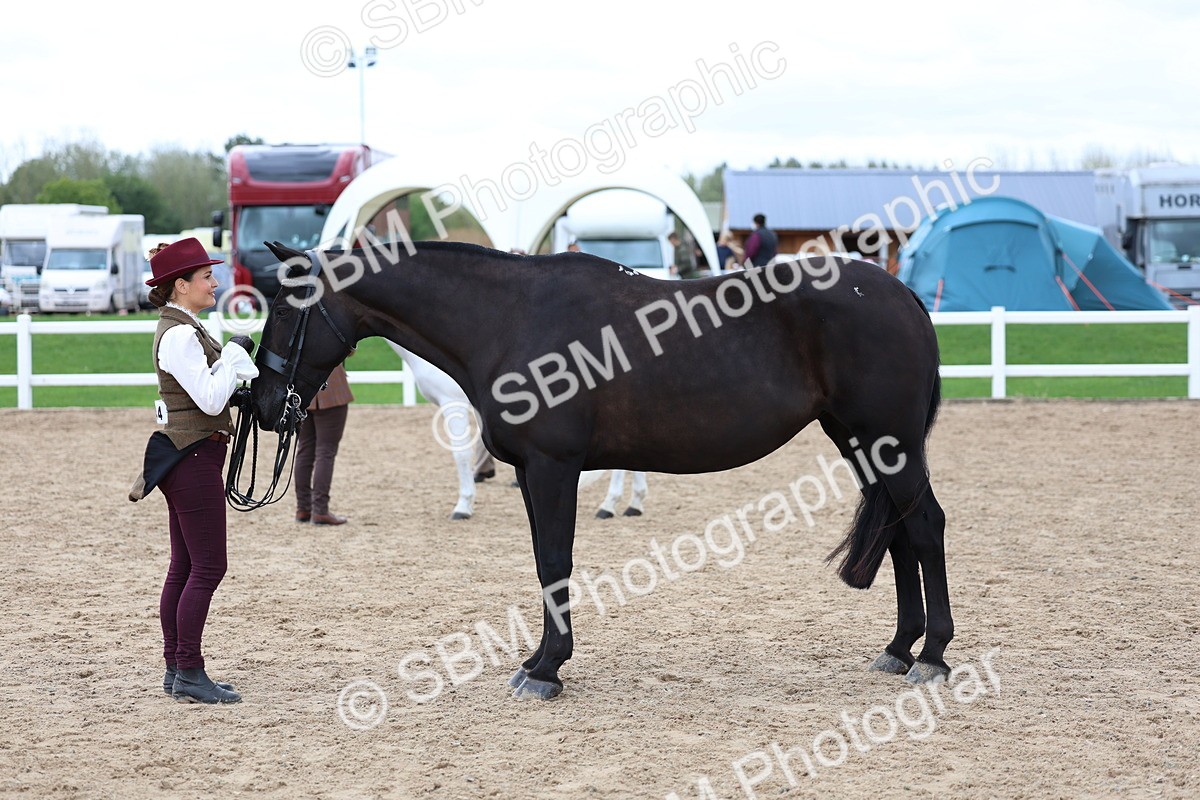 SBM_05105 - Class 27 - IH Competition Horse or Pony