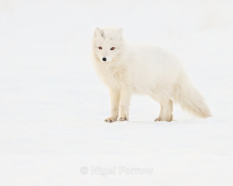White Arctic Fox, snow background, Svalbard, Norway - Arctic Fox
