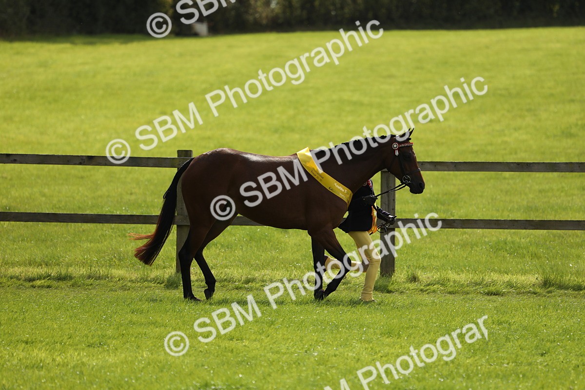 SBM_65645 - S48 - Show Pony & Show Hunter Pony In Hand