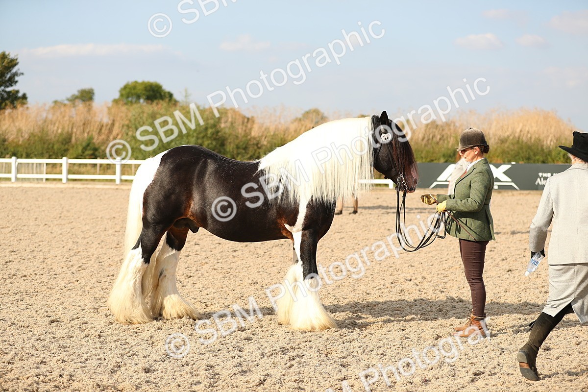 SBM_08576 - Class 28 - IH Veteran Horse