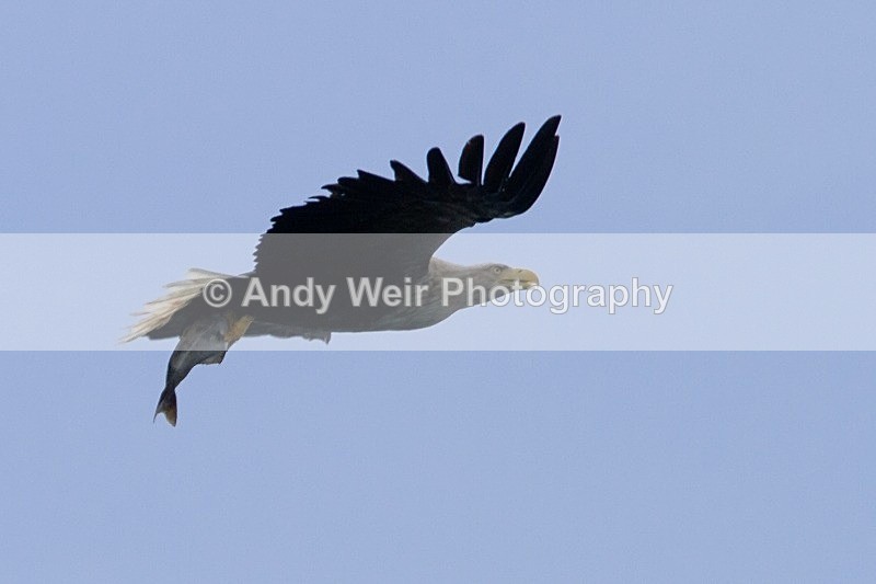 20120529-_MG_9285 - White Tailed Eagle