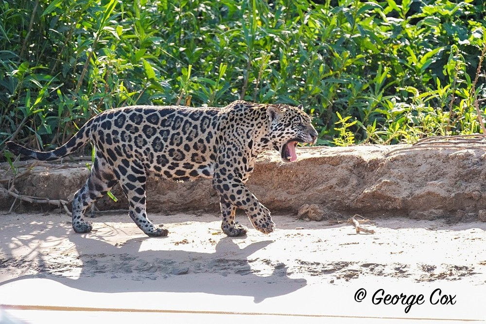 jaguar 3