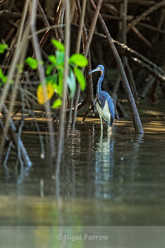 Tricolored Heron (adult) in mangroves, Costa Rica - Tricolored Heron