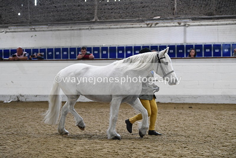 WJ5_4626 - Class 3 Part Bred In hand