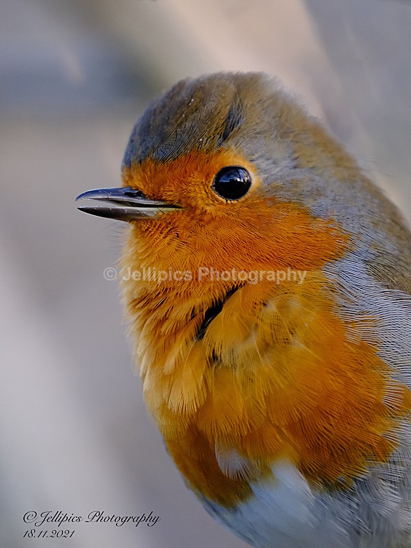  - Wildlife and Nature
