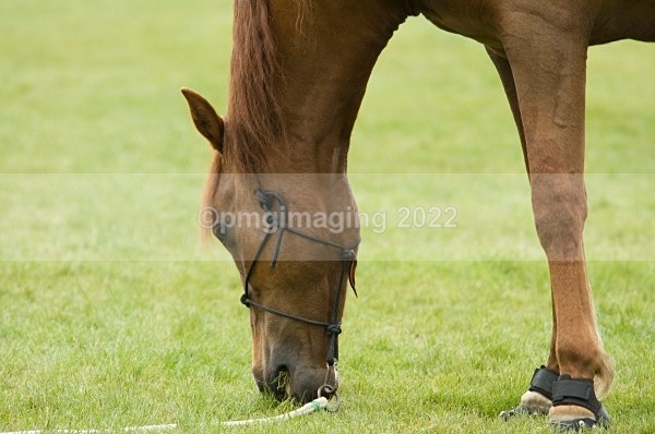  - Windsor Horse Show