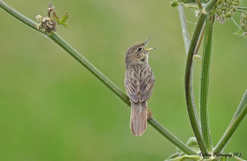 Grasshopper Warbler - Birds