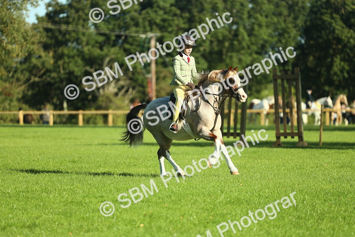 SBM_36351 - S29 - Novice & Newcomers Working Hunter Pony