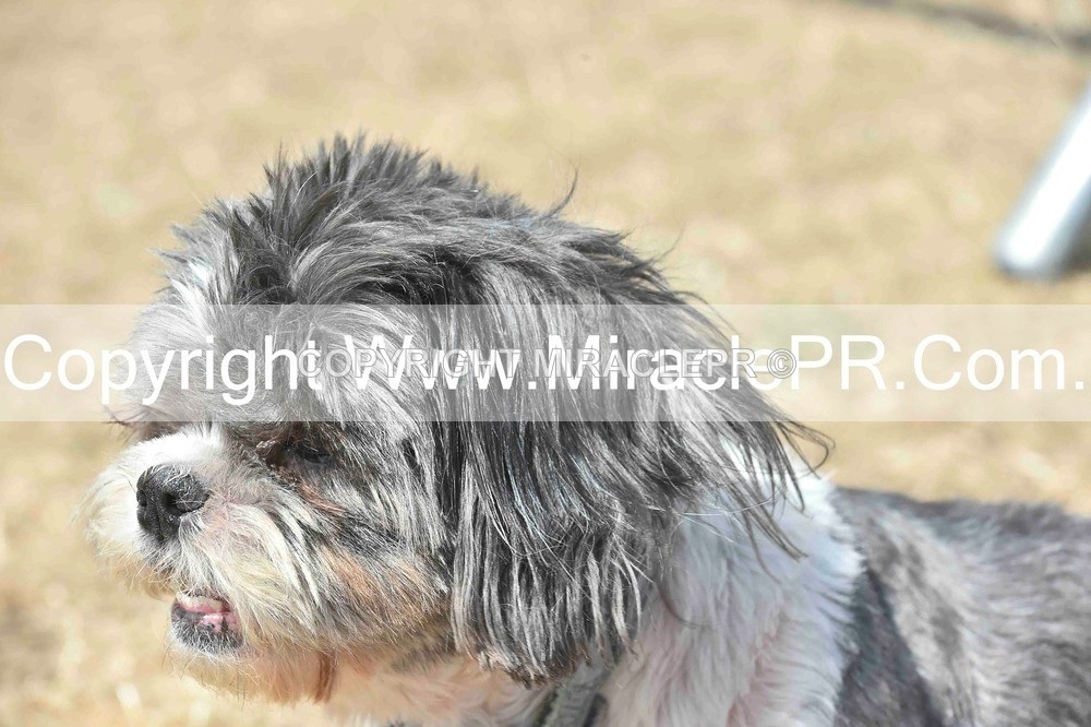 SH4_0085 - Dog show.