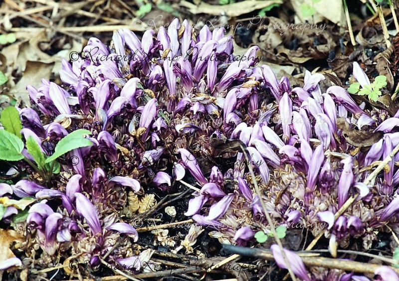 Toothwort-6721w - Plants