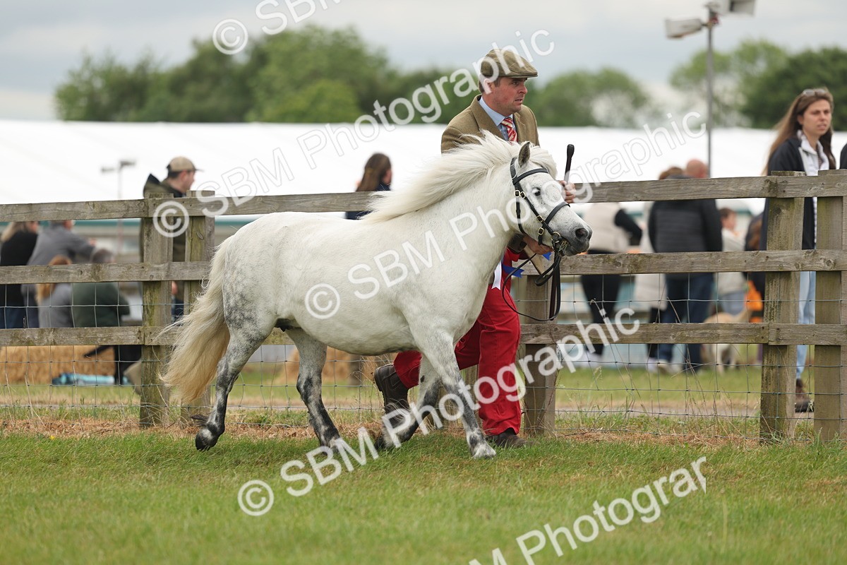 SBM_05062 - Class 50-57 - M&M Welsh Pony In Hand