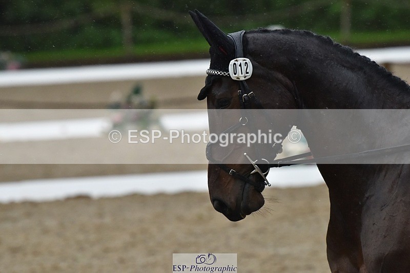 231018-154554-00874 - 012-ROMANY.CRICKET-Nana.Dalton-DR