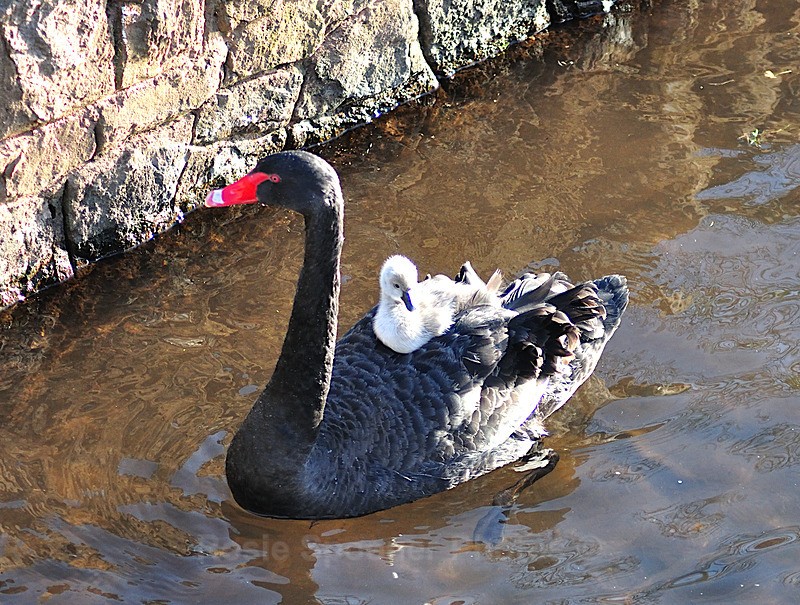 Mother and cygnet - Dawlish (mainly black swans)