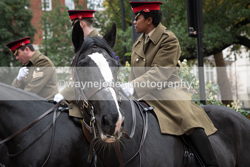 Z62_4455 - Animals In War Memorial 2025 - Park Lane, London