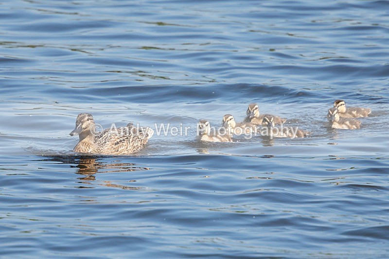 20180529-Woolston8E0A6444 - Mallard