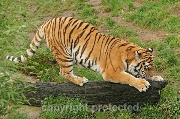 Amur Tiger - Anoushka scratching a log (Colchester Zoo) - Tigers