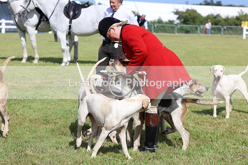 3E7A3409 - Parade of Hounds
