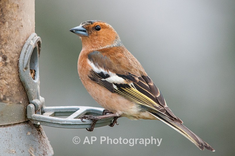 Chaffinch-male_ACP_7530-1 - Birds