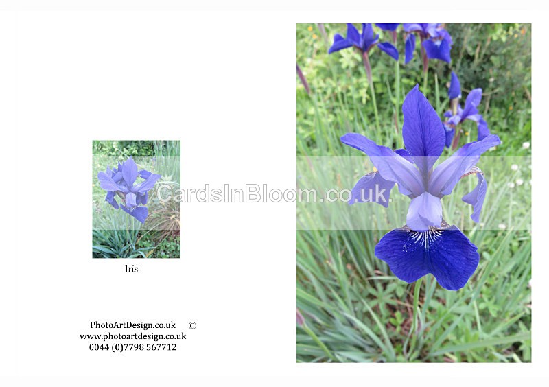 009 Iris - THE IRIS CARD COLLECTION
