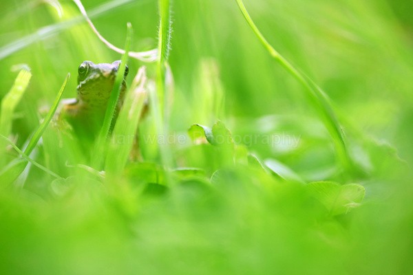 The Common Frog _ 016 , Rana temporaria - Reptiles, amphibians & pond life, Great Britian