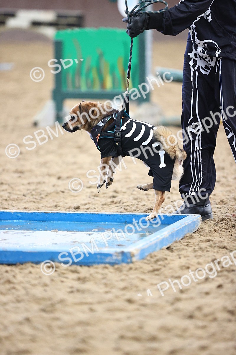SBM_001590 - Class 3 - Horse & Hound 60cm