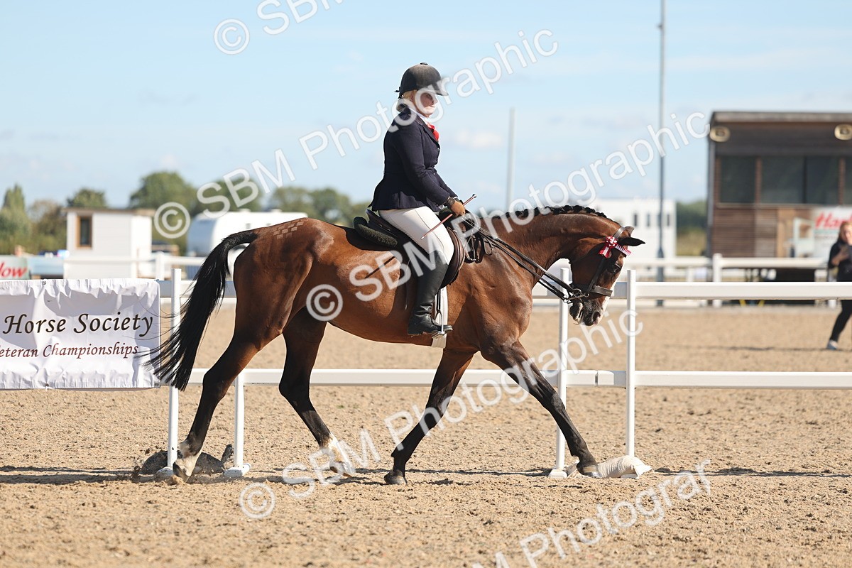 SBM_12994 - Class 305 - Ridden Foreign Breed Pure Bred