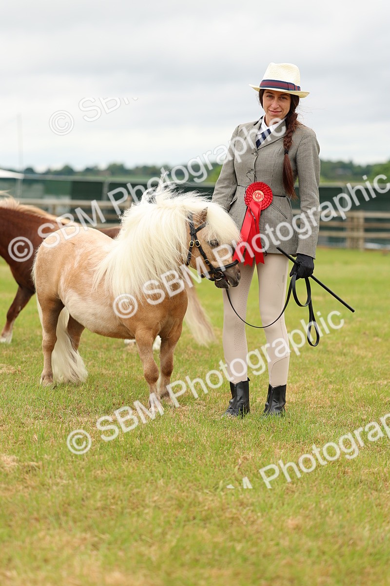 SBM_04483 - Class 64-67 - Shetland Pony In Hand