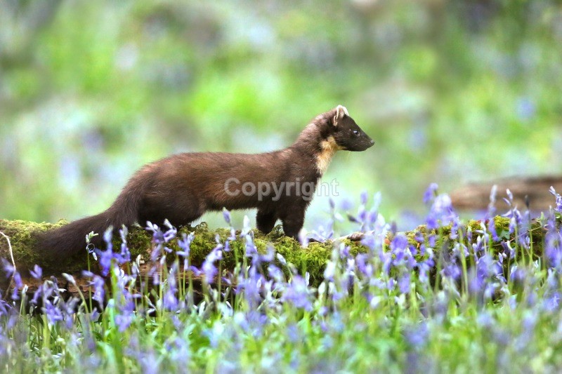  - Pine Marten