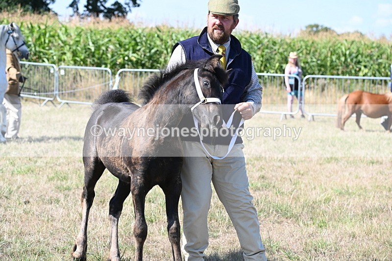 WJ6_4679 - Class 17 Mountain & Moorland