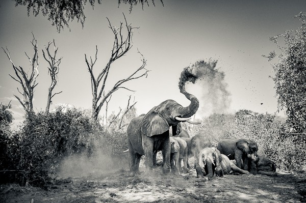 Elephant, Samburu, Kenya