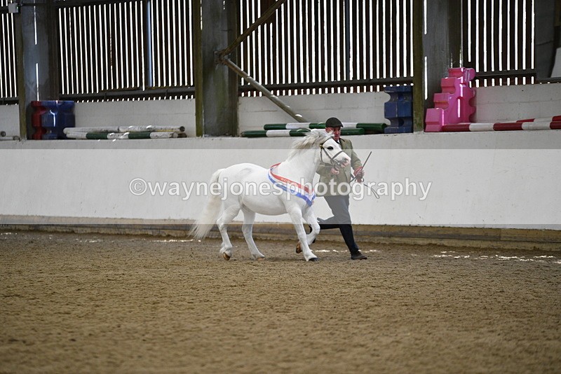 WJ5_5849 - Morning in hand Championship