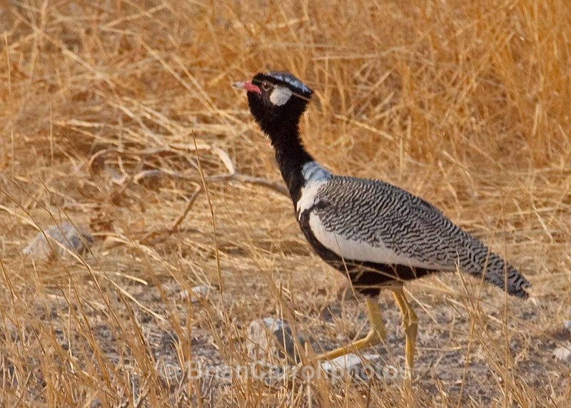  - African Safari Tour 09 Zambia, Botswana,Namibia & South Africa