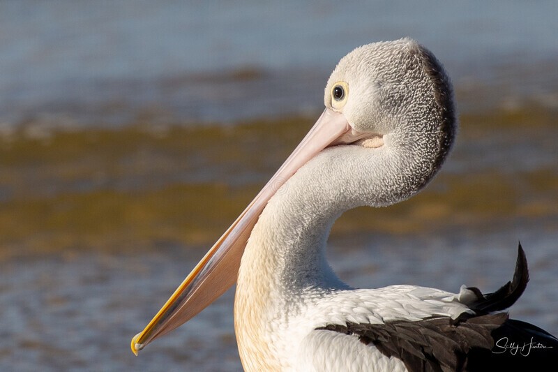 Pelican Resting