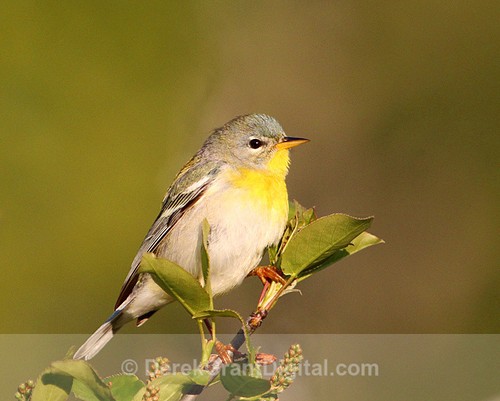 Northern Parula - Female