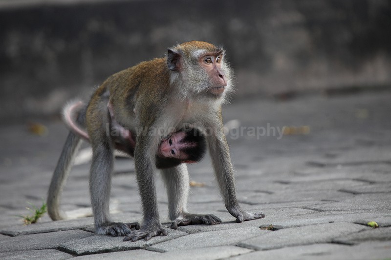  - Urban Wildlife, Kuala Lumpur - Malaysia