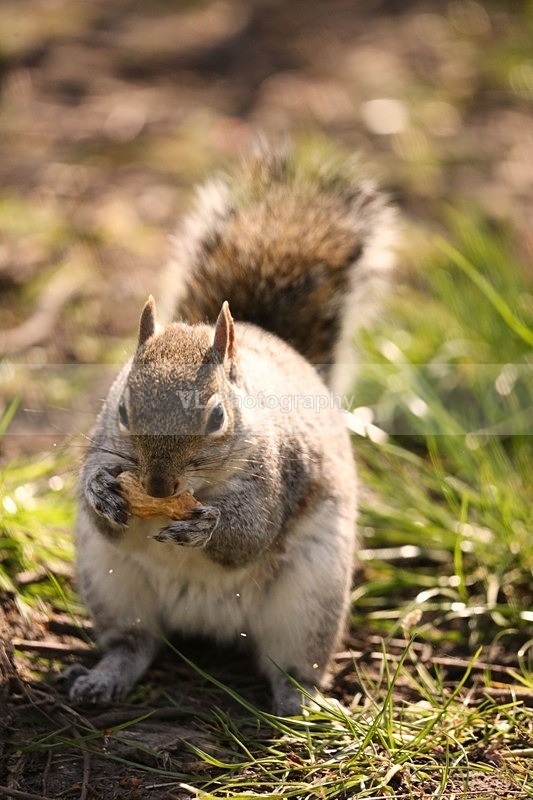 Squirrel 16 - Animals and Birds