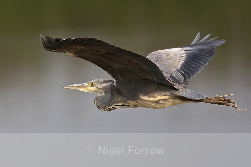 Grey Heron in flight - Grey Heron
