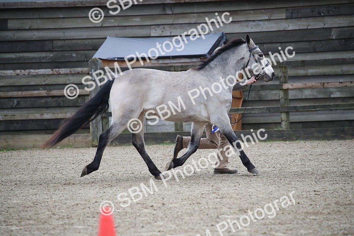 SBM_004128 - Class 1-4 - Young Stock classes Inc. In Hand Championship