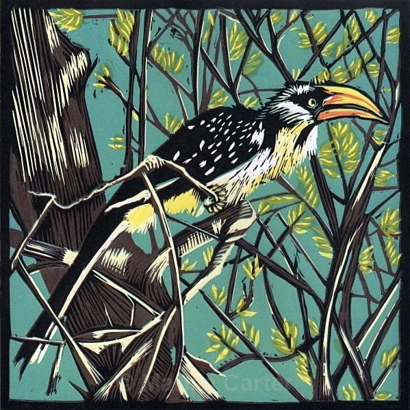 Yellow-billed Hornbill, Samburu, Kenya - Reduction Linocuts