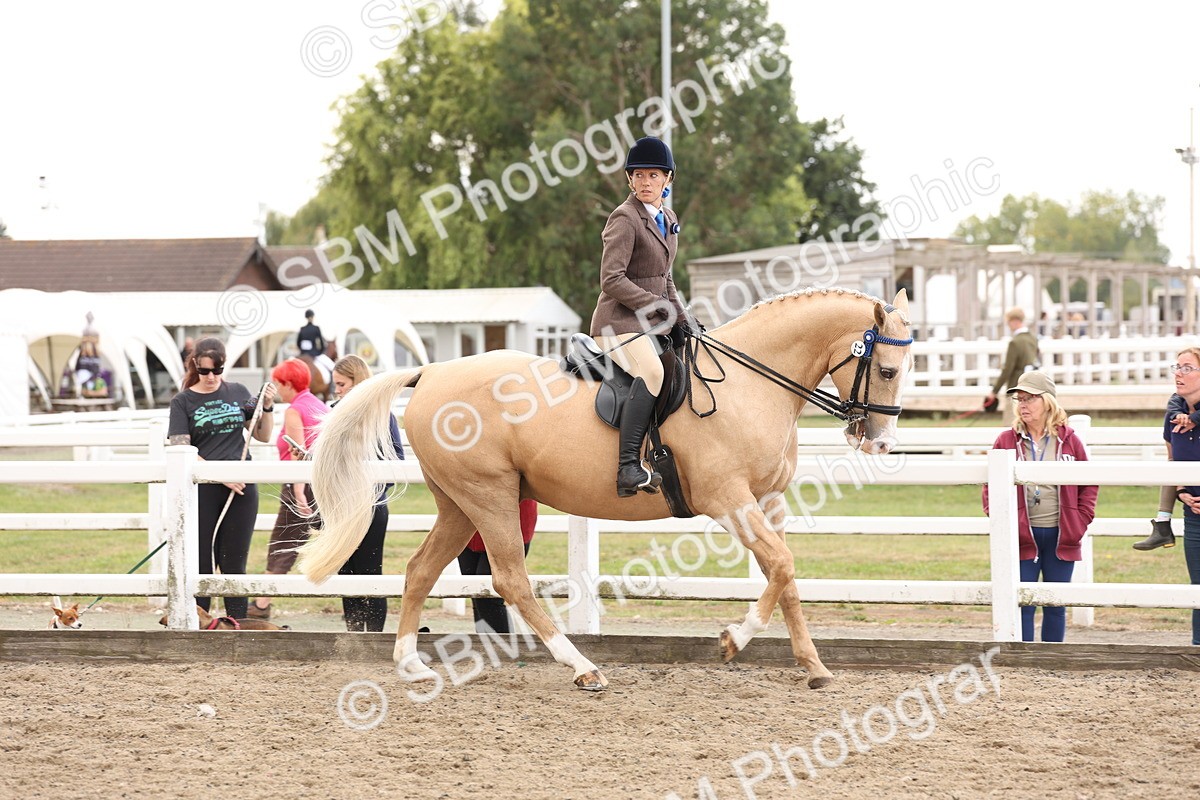 SBM_04196 - Class 54 - Riding Club Horse/Pony